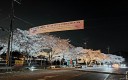 [사설] '매원마을 벚꽃축제'에 거는 기대